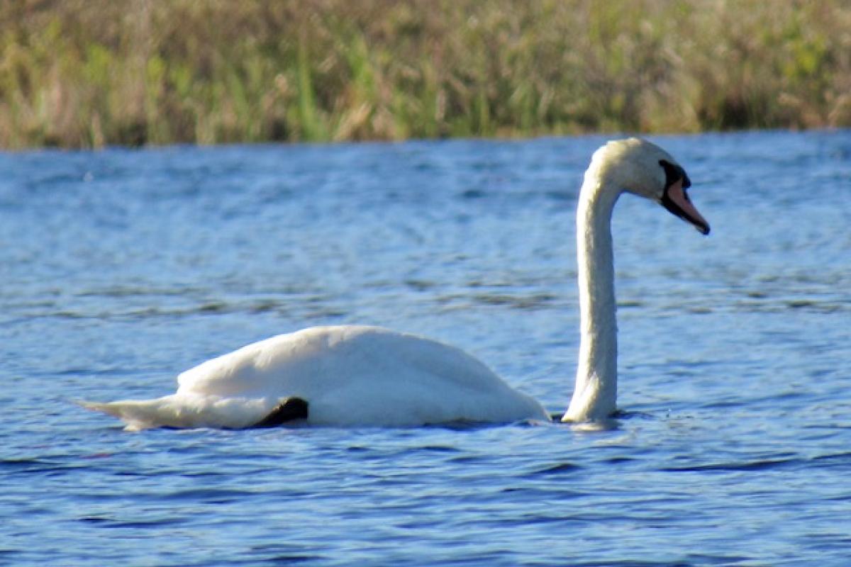 converse_swan_by_rachel_rubio